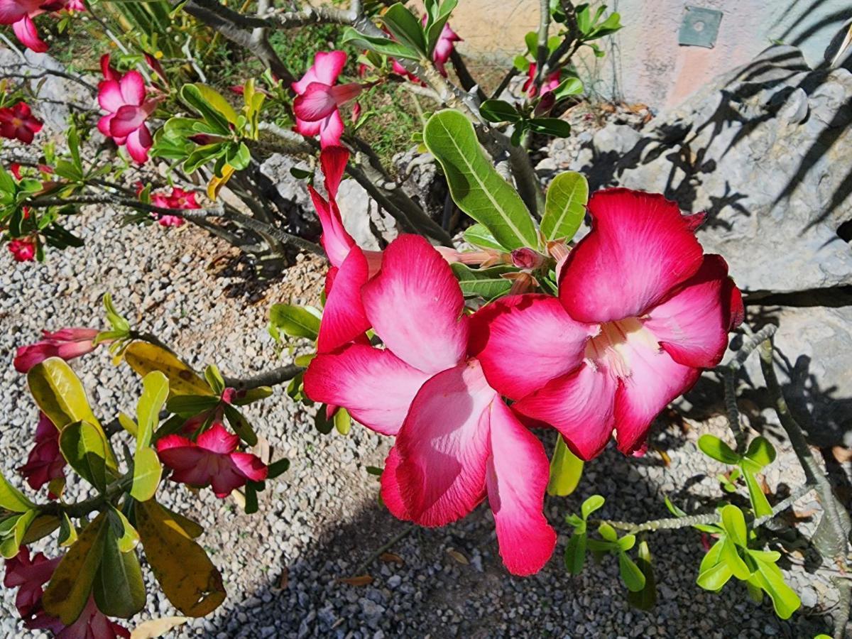 Myoli Wellness & Happiness Bnb Playa del Carmen Esterno foto